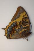 Charaxes eurialus femelle