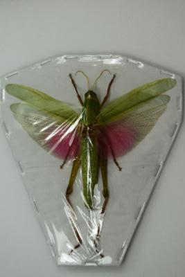 Chondracris rosea rosea femelle