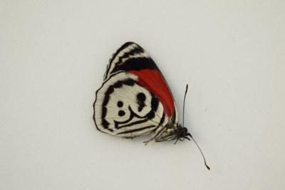 Diaethria sp1