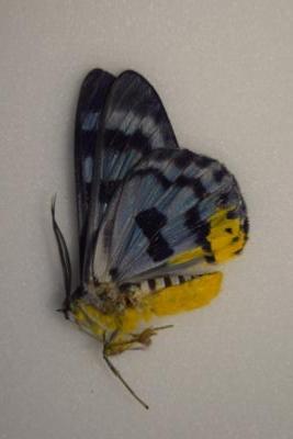 Dysphania blue