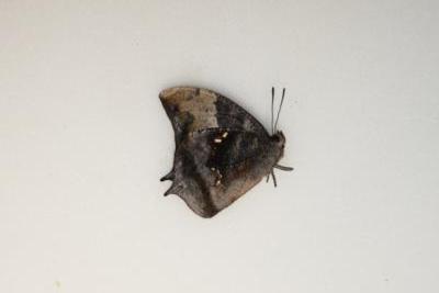 Memphis moeris male
