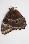 Morpho peleides femelle