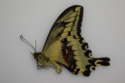 Papilio paeon male