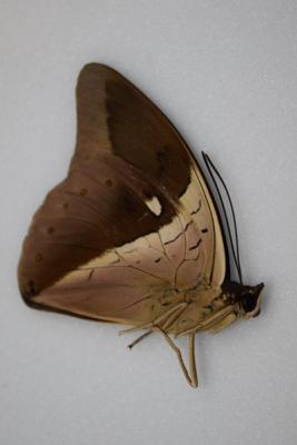 Archaeoprepona meander male