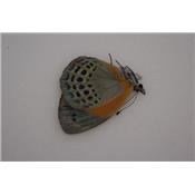 Asterope markii femelle A1-
