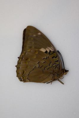 Charaxes bipunctatus femelle