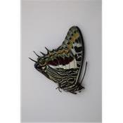 Charaxes castor male