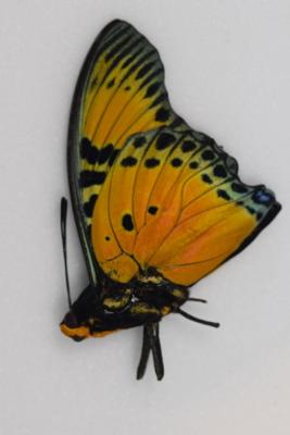 Charaxes fournierae male RARE