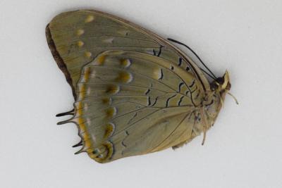 Charaxes imperialis femelle