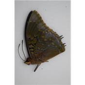 Charaxes mixtus male