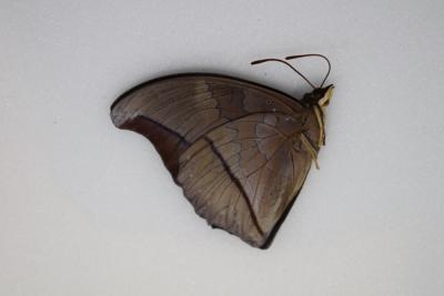 Charaxes porthos male