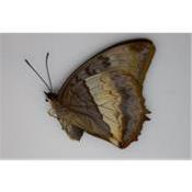Charaxes protoclea protoclea femelle