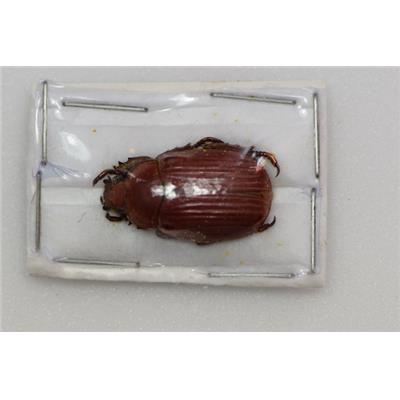 Chrysina arellanoi marron femelle