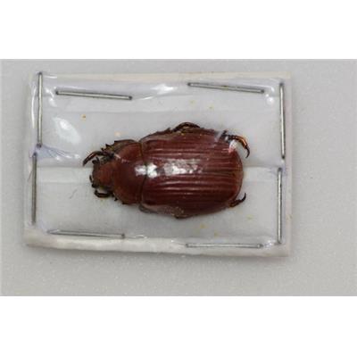 Chrysina arellanoi marron femelle