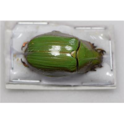 Chrysina auripes femelle