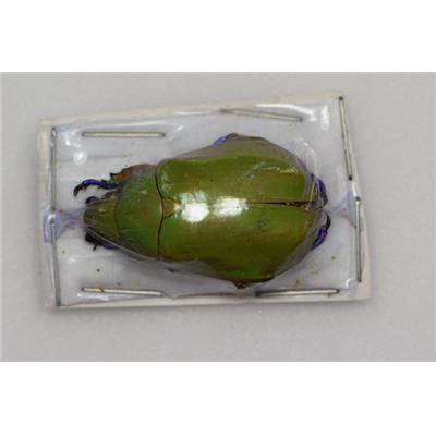 Chrysina triumphalis femelle