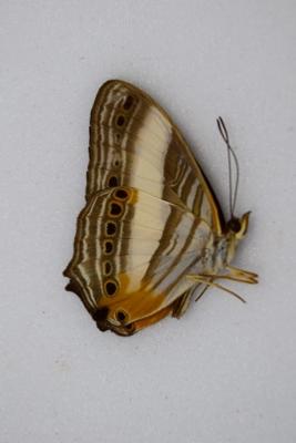 Cyrestis acilia ssp. tervisia male
