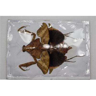 Deroplatys lobata femelle