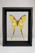 DBV Actias mimosae male
