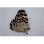 Hamadryas feronia couple
