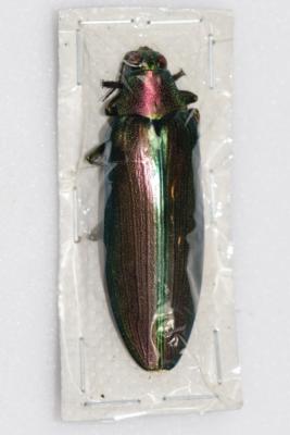 Megaloxantha purpurascens peninsulae