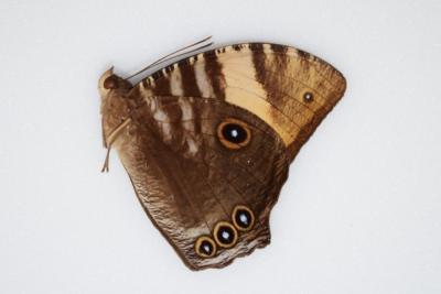 Melanitis amabilis male