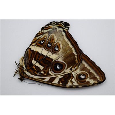 Morpho cisseis forme jaune marron FEMELLE