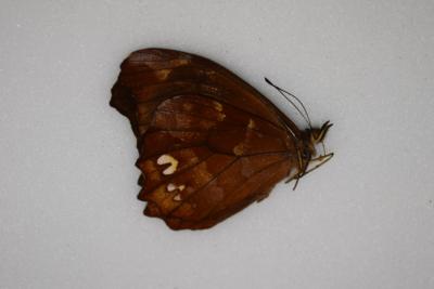 Mygoma chyprota