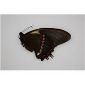 Papilio aristeus bitias femelle