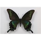 Papilio maackii étalé