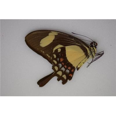 Papilio torcuatus male