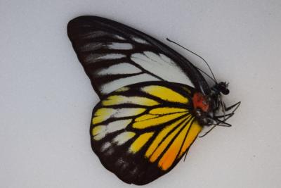 Prioneris philonome philonome male