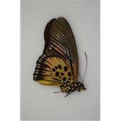 Pseudacraea clarki clarki male