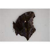 Salamis temora male