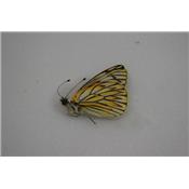 Tatochilia theodice male ou femelle