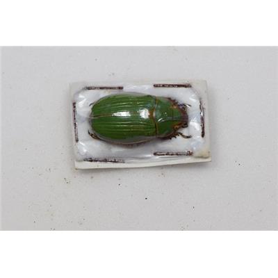 Chrysina zapoteca femelle