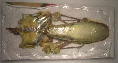 Idolomantis diabolica femelle