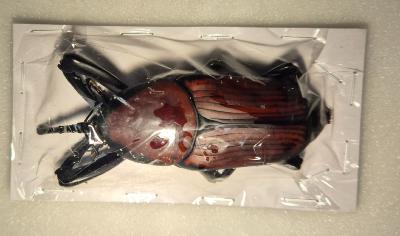 Protocerius colossus + 80 mm