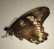 Papilio bromius femelle