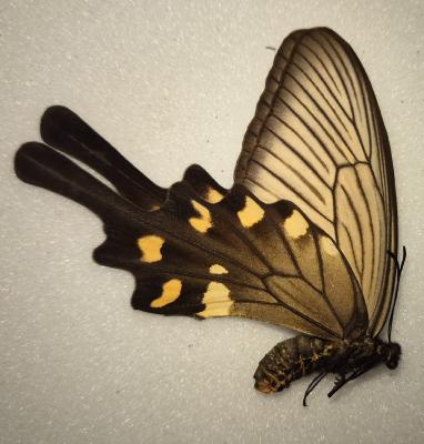 Atrophaneura alcinous male