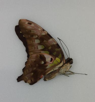 Gaphium agamemnon