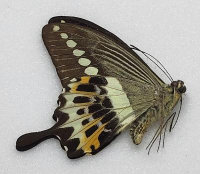 Papilio demolion
