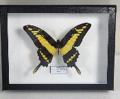 Boîte Cloche Papilio Thoas
