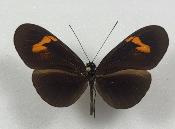 Heliconius melpomene