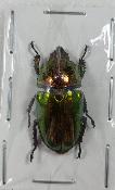 Lamprima adolphinae femelle -30mm