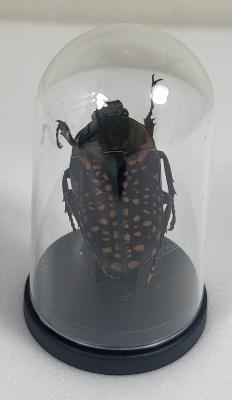 Mini Globes Megalorhina sp femelle