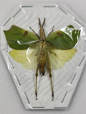 Sauterelle sp12 male