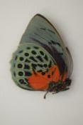 Agrias beata beatifica femelle