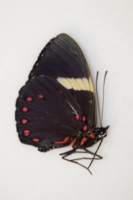 Hamadryas laodamia femelle équateur
