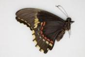 Heraclides epenetus femelle RARE